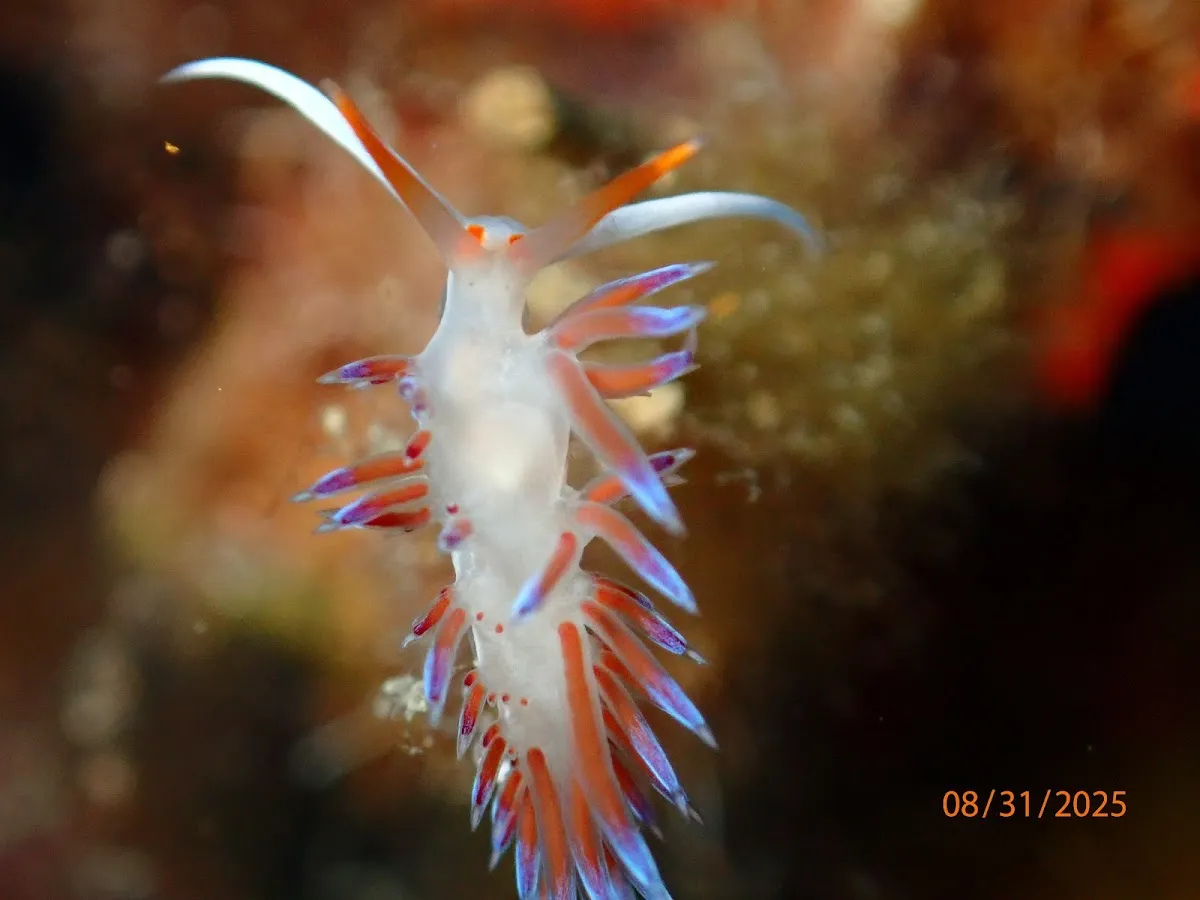 Meridian Adventure Dive and Watersports Club - Places to Visit Sığacık 2