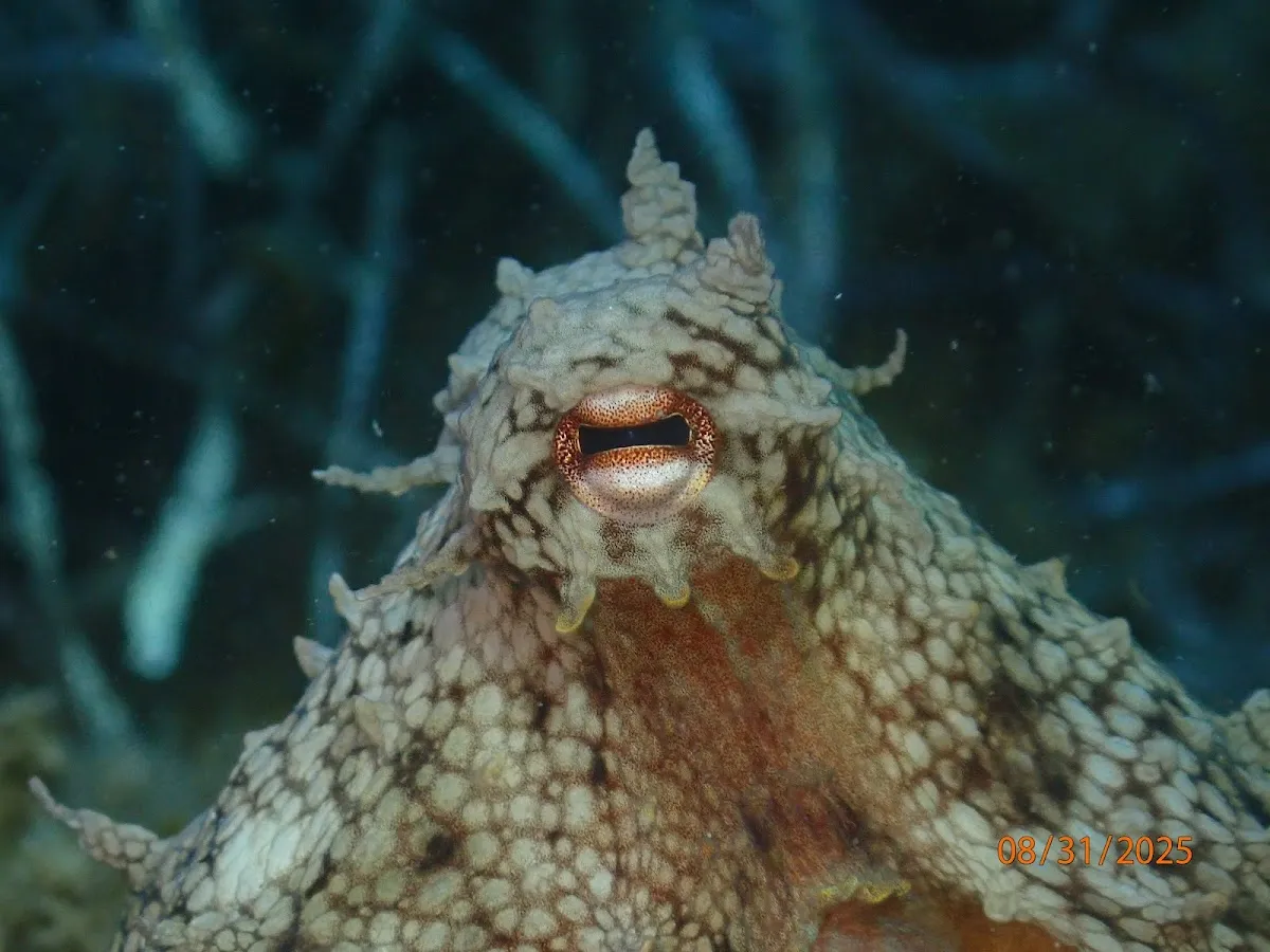 Meridian Adventure Dive and Watersports Club - Places to Visit Sığacık 3