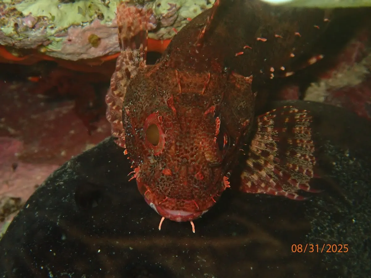 Meridian Adventure Dive and Watersports Club - Places to Visit Sığacık 5