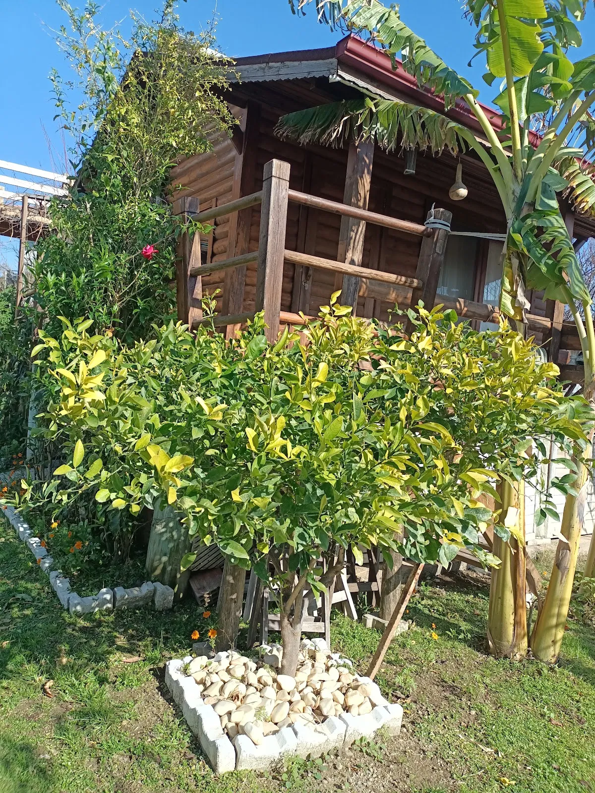 Sekoya Pansiyon - Hotels Akarca 5