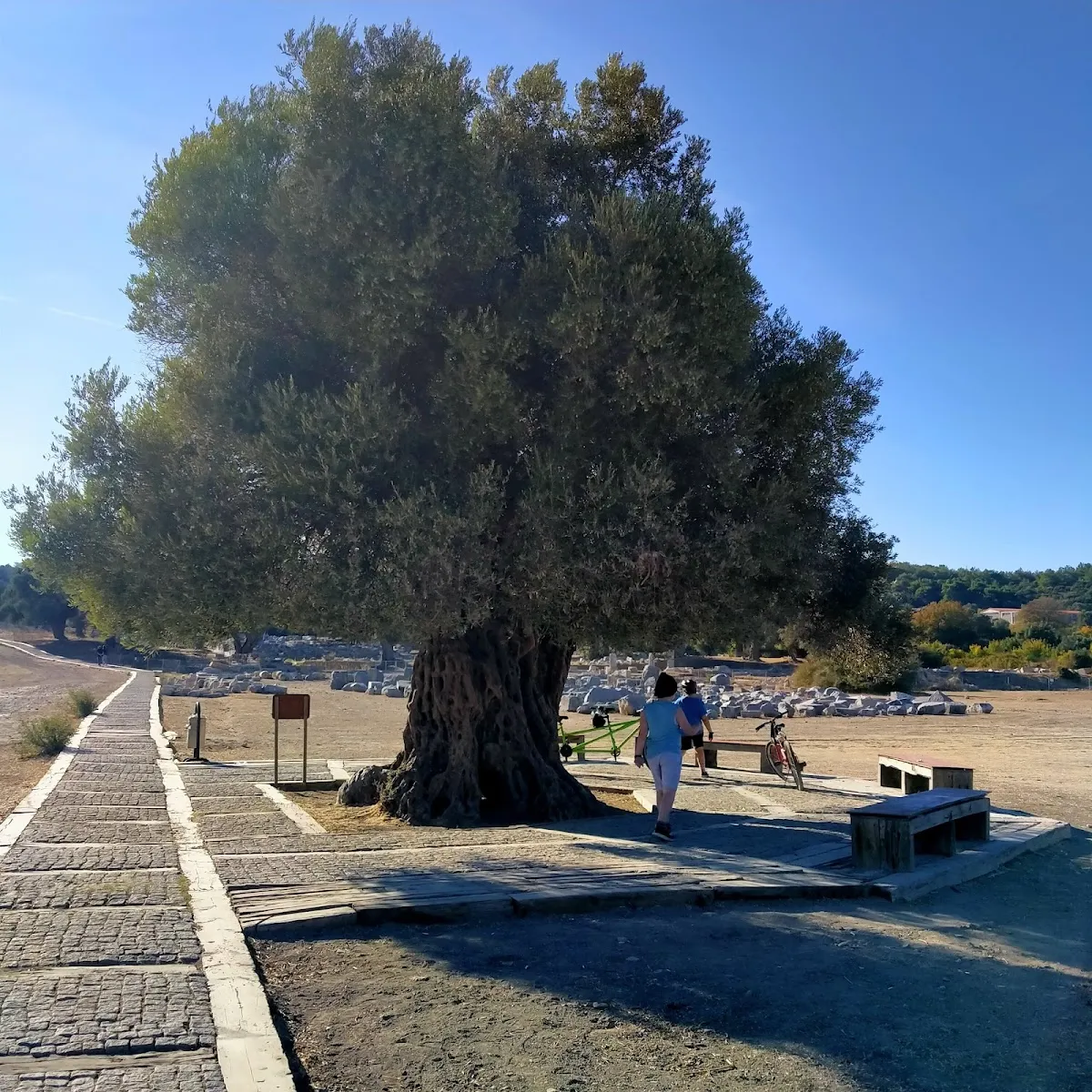 Teos antik kenti / Bilge ağaç - 