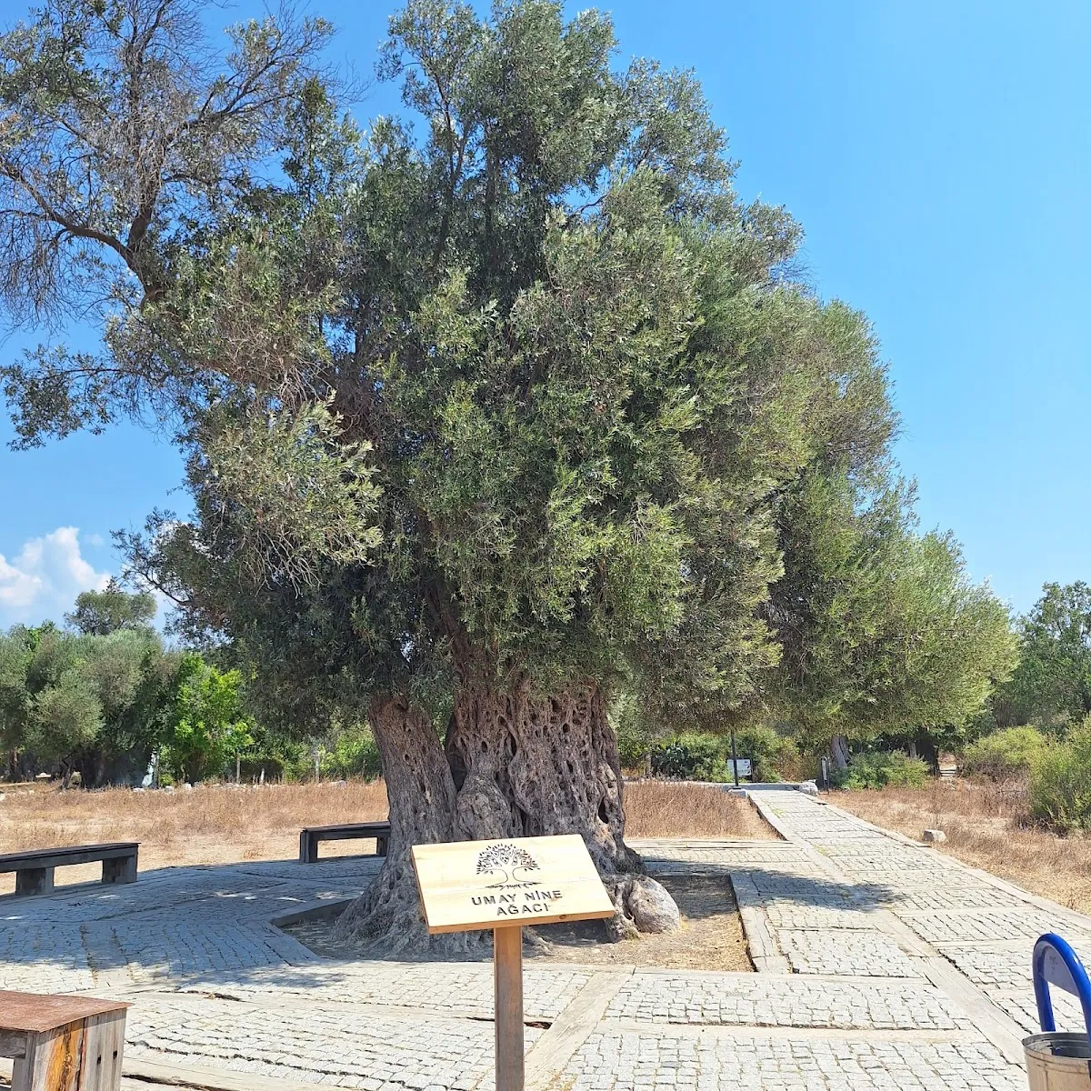 Teos Antik Kenti - Places to Visit Teos 3