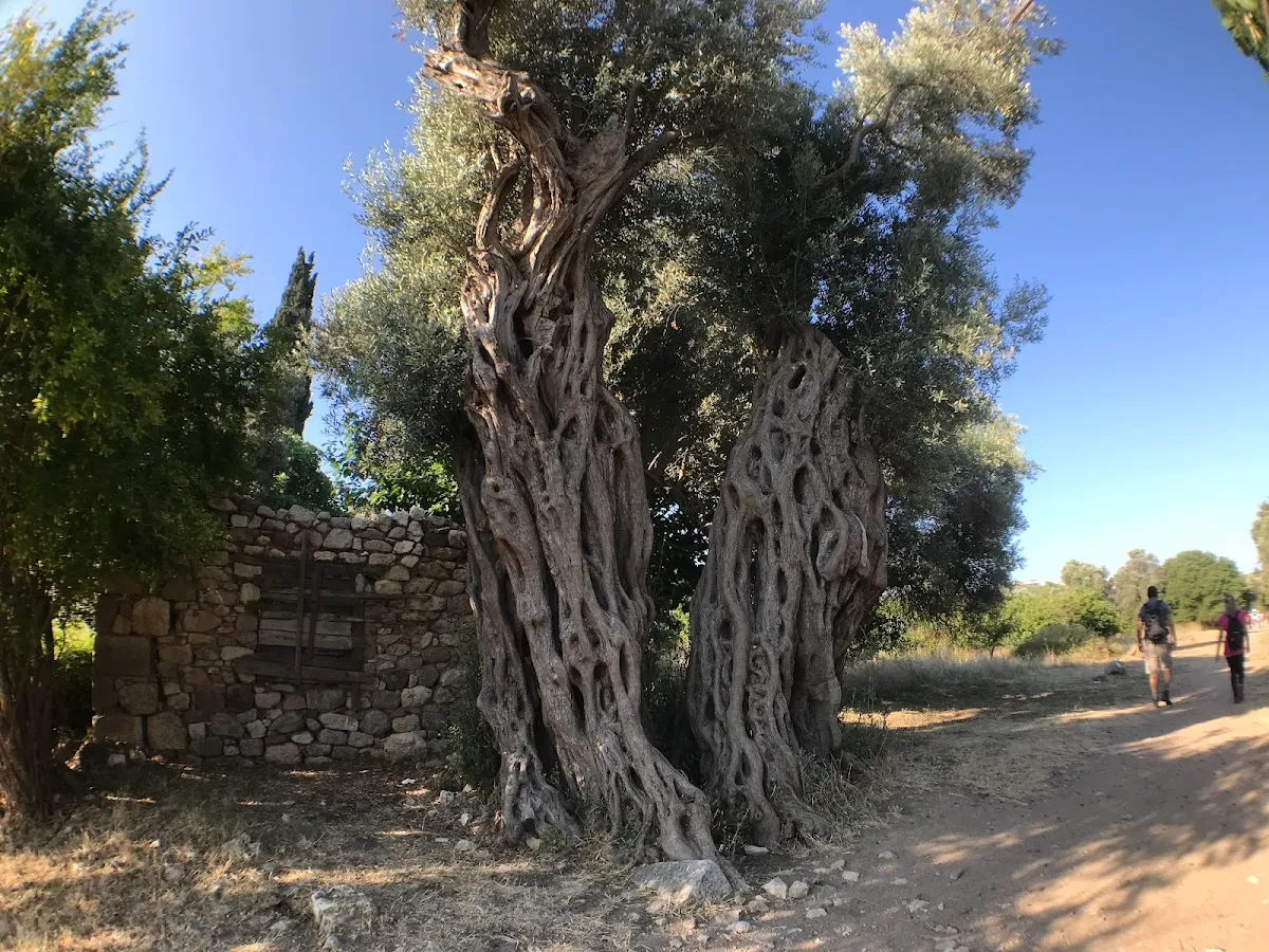 Teos Antik Tiyatro - Places to Visit Sığacık 2