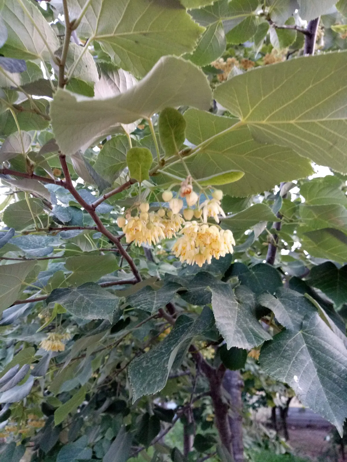 Teos Menengici Tabiat Anıtı - 