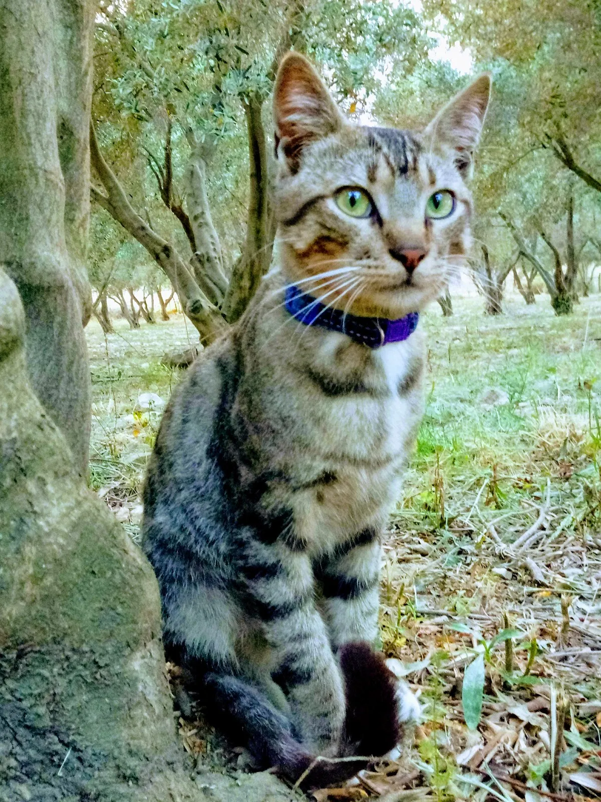 Teos Menengici Tabiat Anıtı - Places to Visit Sığacık 2