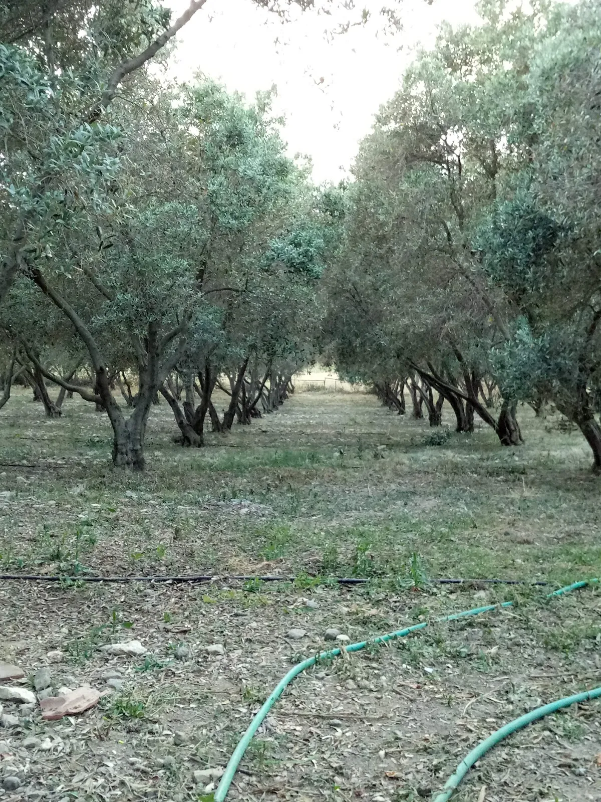 Teos Menengici Tabiat Anıtı - Places to Visit Sığacık 3