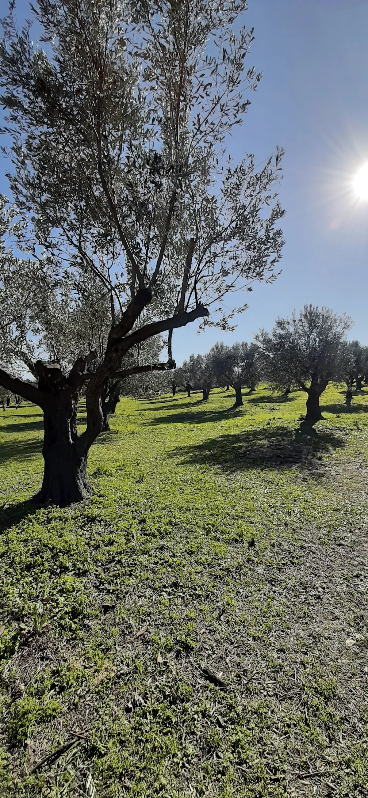 Teos Menengici Tabiat Anıtı - Places to Visit Sığacık 4