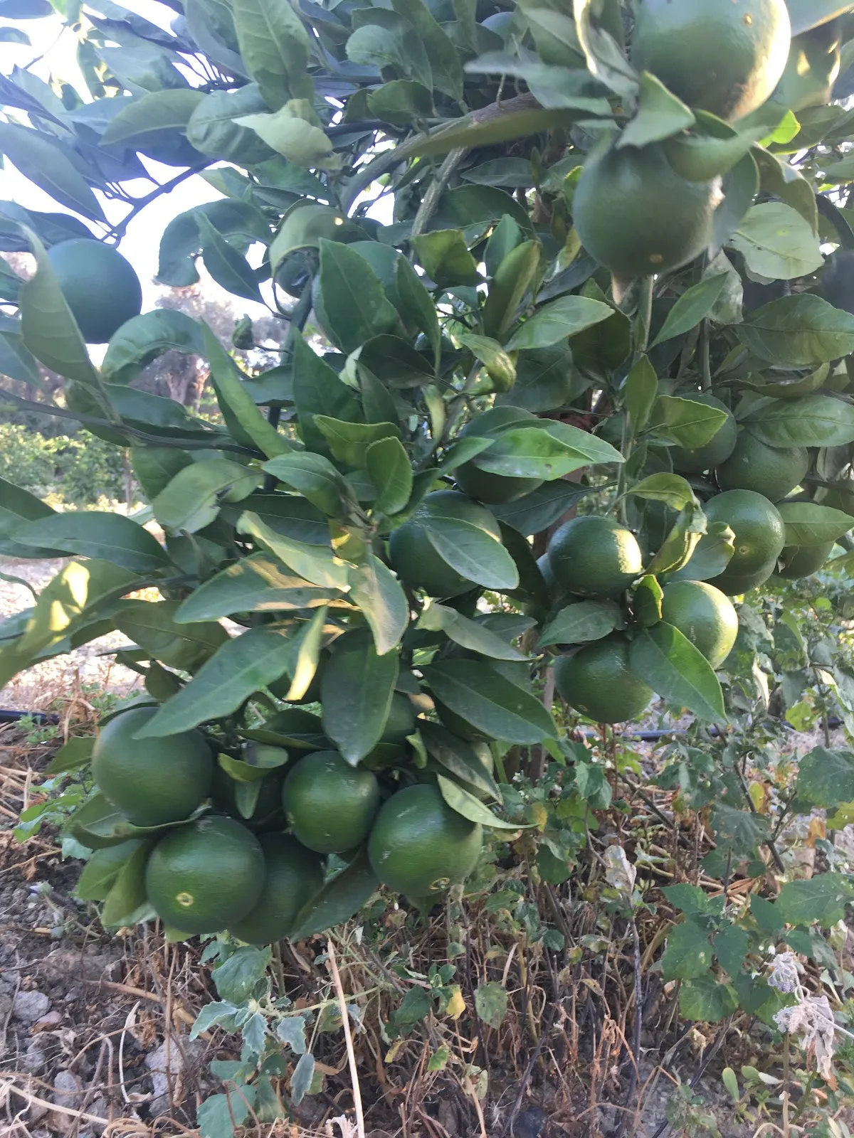 Teos Menengici Tabiat Anıtı - Places to Visit Sığacık 5