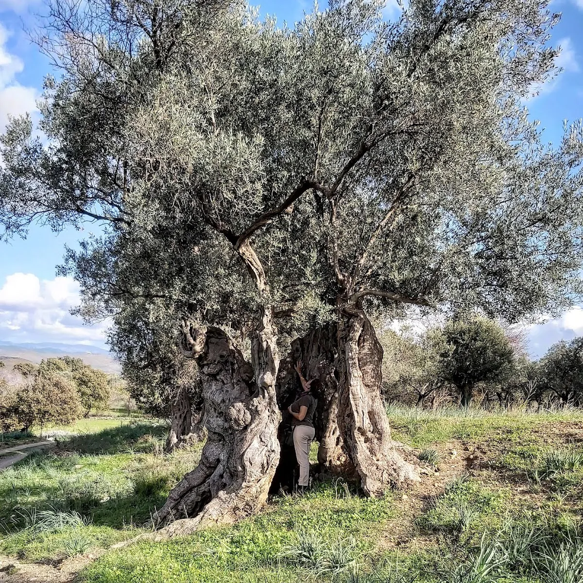 Teos Orman İçi Dinlenme Yeri - Places to Visit Sığacık 2