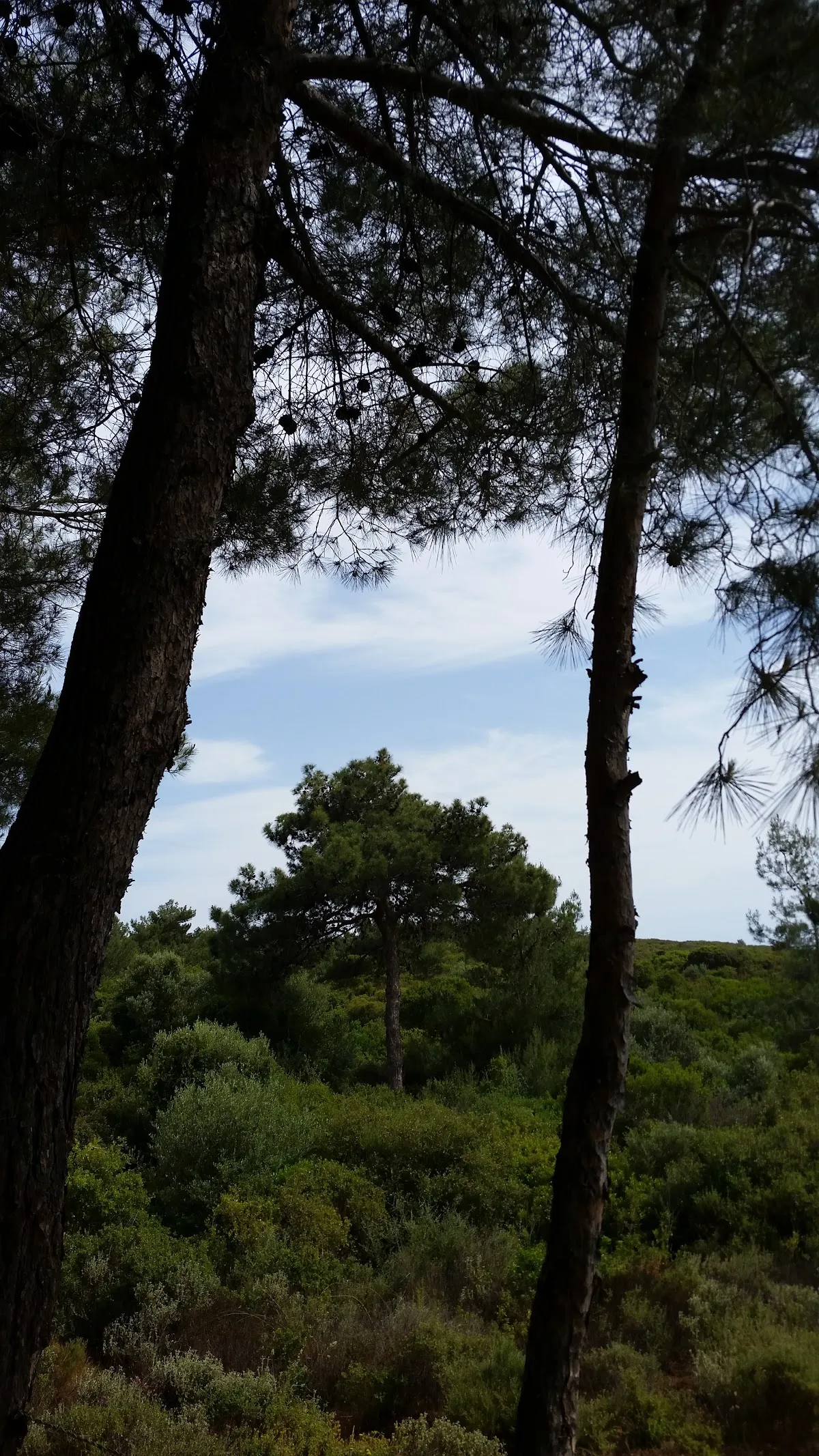 Teos Orman İçi Dinlenme Yeri - Places to Visit Sığacık 3