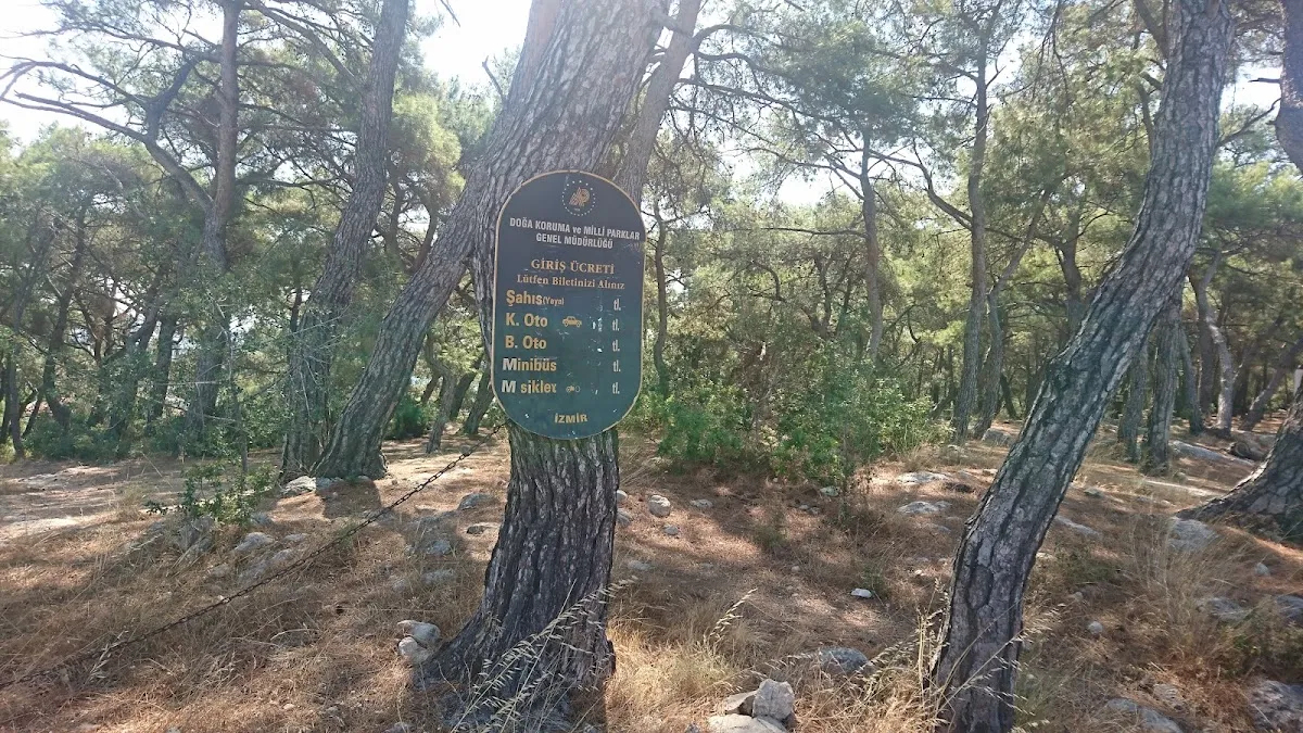 Teos Orman Piknik Alanı - Places to Visit Sığacık 2