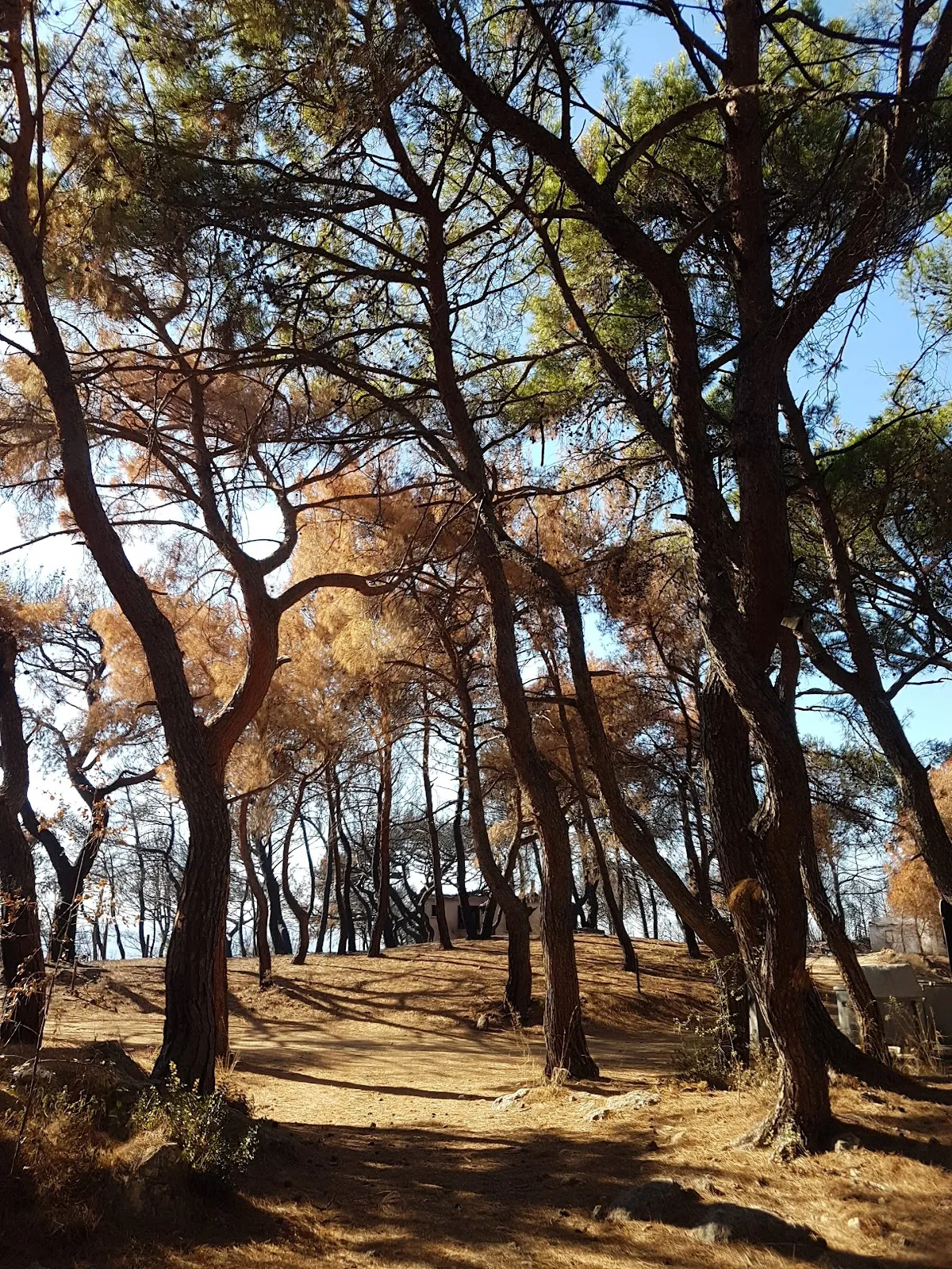 Teos Orman Piknik Alanı - Places to Visit Sığacık 3