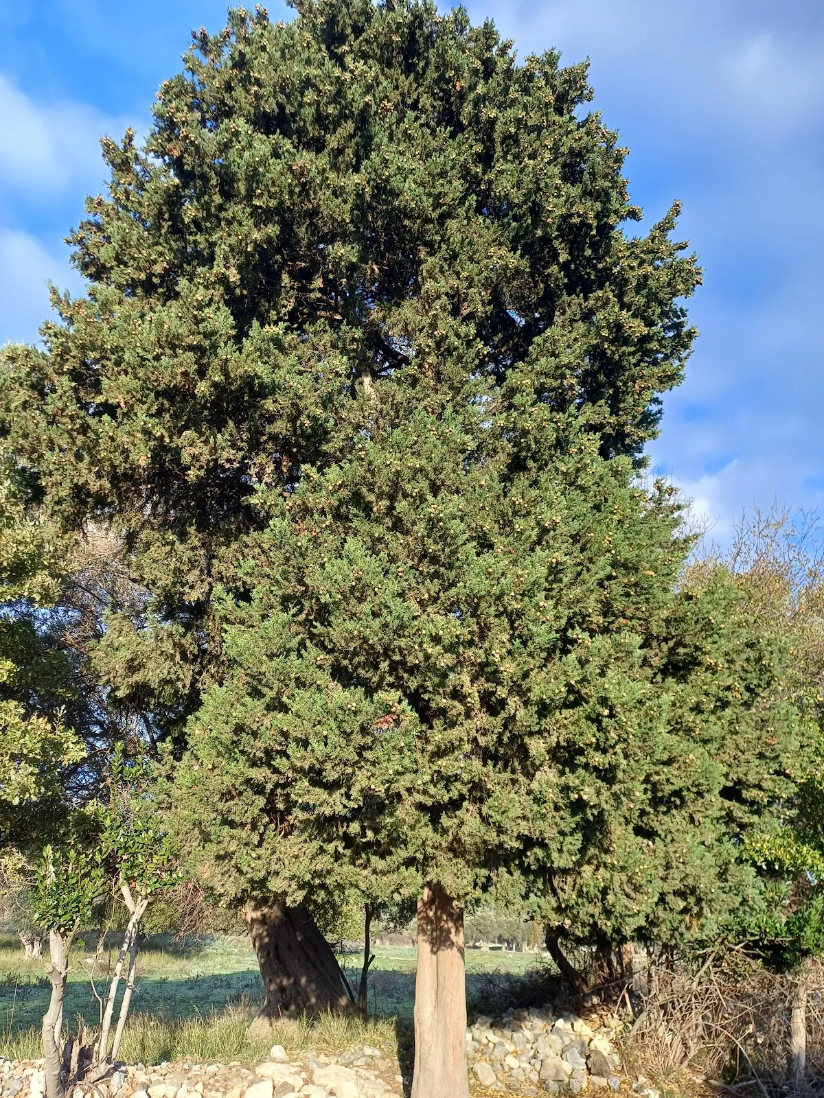 Teos servi abla servi anıt ağacı - 