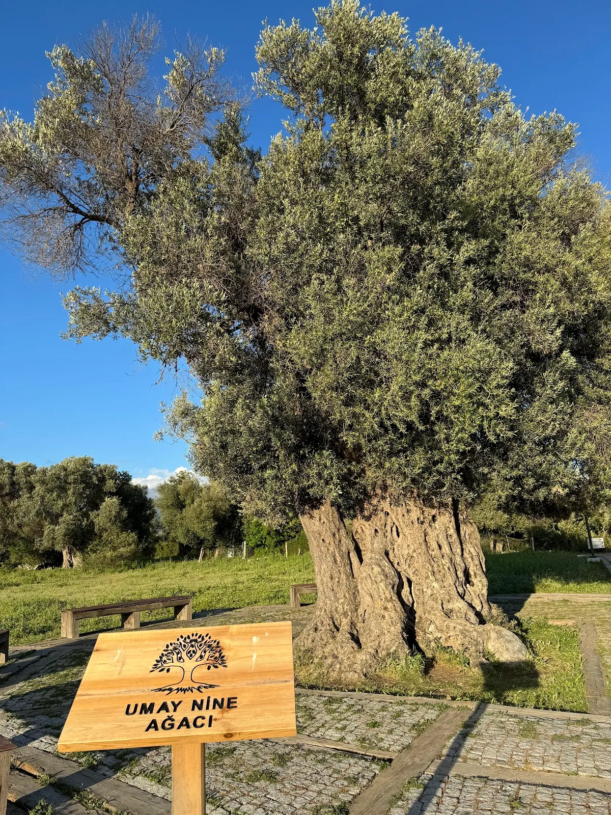 Umay Nine Ağacı Olive - 