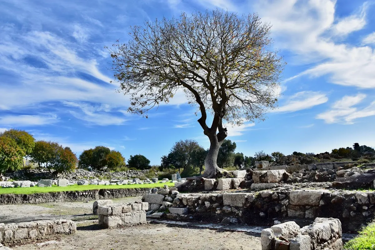 Umay Nine Ağacı Olive - Places to Visit Sığacık 4